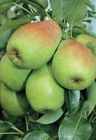 Алексей Кушлак - Формирование и обрезка плодового сада