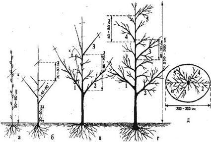 Алексей Кушлак - Формирование и обрезка плодового сада