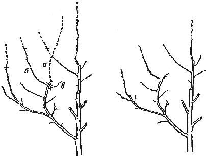 Алексей Кушлак - Формирование и обрезка плодового сада