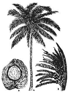 Альфред Уоллес - Тропическая природа