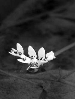 Александр Хаиль - Райский сад на дачном участке. Самые красивые растения,...