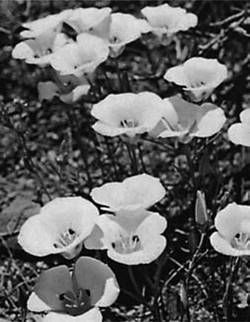 Александр Хаиль - Райский сад на дачном участке. Самые красивые растения,...