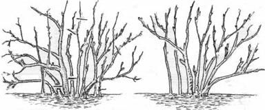 Алексей Кушлак - Формирование и обрезка плодового сада