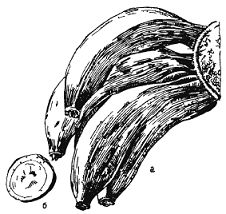 Альфред Уоллес - Тропическая природа