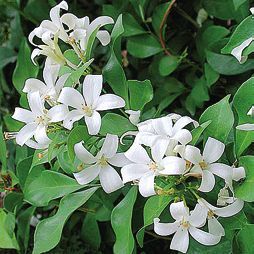 Татьяна Дорошенко - Целебные растения