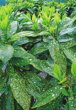 Татьяна Дорошенко - Целебные растения