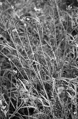 Александр Хаиль - Райский сад на дачном участке. Самые красивые растения,...