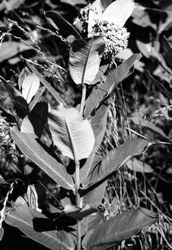 Александр Хаиль - Райский сад на дачном участке. Самые красивые растения,...
