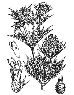 Александр Хаиль - Райский сад на дачном участке. Самые красивые растения,...