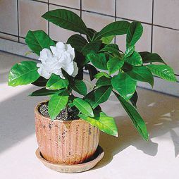 Татьяна Дорошенко - Целебные растения