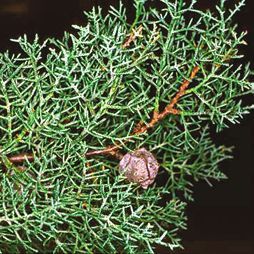 Татьяна Дорошенко - Целебные растения