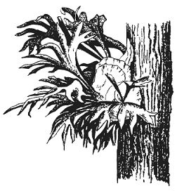 Альфред Уоллес - Тропическая природа