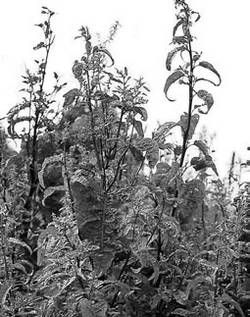 Александр Хаиль - Райский сад на дачном участке. Самые красивые растения,...