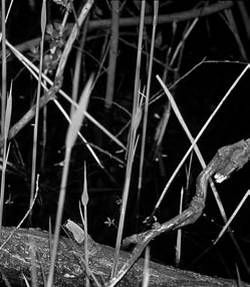 Александр Хаиль - Райский сад на дачном участке. Самые красивые растения,...