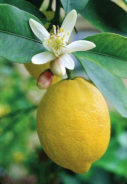 Татьяна Дорошенко - Целебные растения