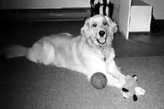 Марина Куропаткина - Ретриверы