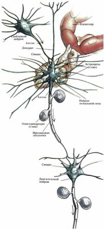 Флойд Блум, Арлайн Лейзерсон и др. - Мозг, разум и поведение