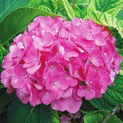 Татьяна Дорошенко - Целебные растения