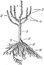 Алексей Кушлак - Формирование и обрезка плодового сада