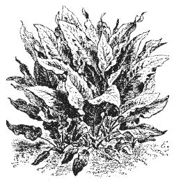 Александр Хаиль - Райский сад на дачном участке. Самые красивые растения,...