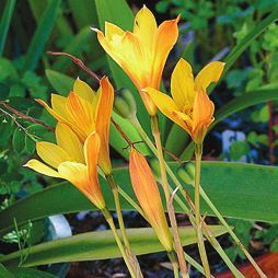 Татьяна Дорошенко - Целебные растения