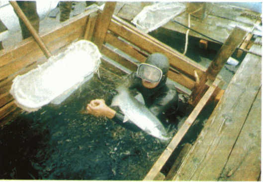 Жак-Ив Кусто, И. Паккале - Лососи, бобры, каланы