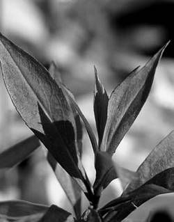 Александр Хаиль - Райский сад на дачном участке. Самые красивые растения,...