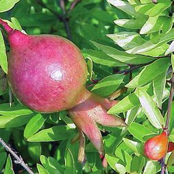 Татьяна Дорошенко - Целебные растения