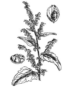 Александр Хаиль - Райский сад на дачном участке. Самые красивые растения,...