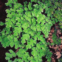 Татьяна Дорошенко - Целебные растения