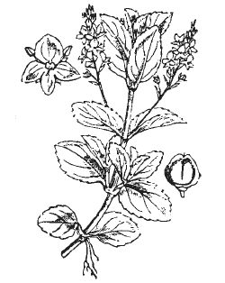 Александр Хаиль - Райский сад на дачном участке. Самые красивые растения,...