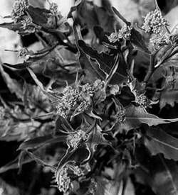 Александр Хаиль - Райский сад на дачном участке. Самые красивые растения,...