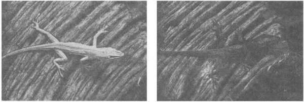 Флойд Блум, Арлайн Лейзерсон и др. - Мозг, разум и поведение