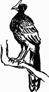 Игорь Акимушкин - Следы невиданных зверей