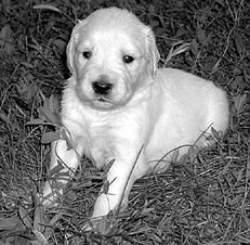 Марина Куропаткина - Ретриверы