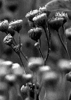 Александр Хаиль - Райский сад на дачном участке. Самые красивые растения,...