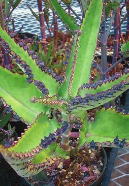 Татьяна Дорошенко - Целебные растения