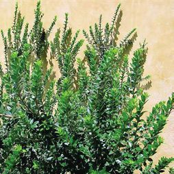 Татьяна Дорошенко - Целебные растения