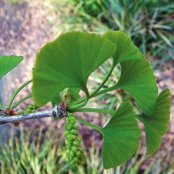 Татьяна Дорошенко - Целебные растения