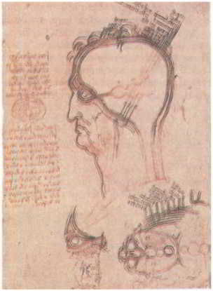 Флойд Блум, Арлайн Лейзерсон и др. - Мозг, разум и поведение