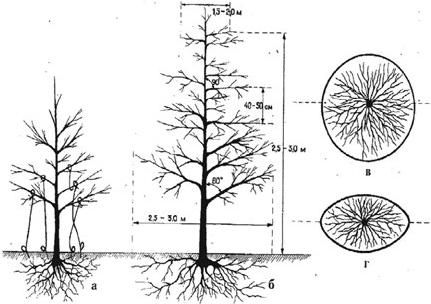 Алексей Кушлак - Формирование и обрезка плодового сада