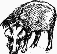 Игорь Акимушкин - Следы невиданных зверей