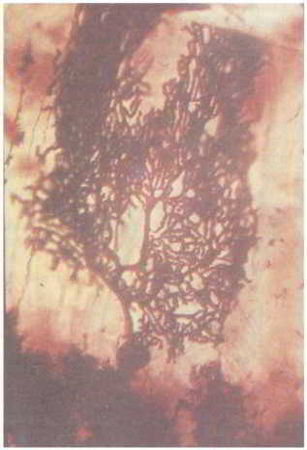 Флойд Блум, Арлайн Лейзерсон и др. - Мозг, разум и поведение