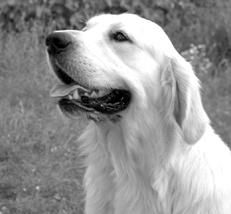 Марина Куропаткина - Ретриверы