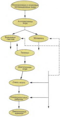 Флойд Блум, Арлайн Лейзерсон и др. - Мозг, разум и поведение
