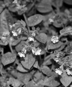 Александр Хаиль - Райский сад на дачном участке. Самые красивые растения,...