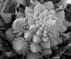 Александр Хаиль - Райский сад на дачном участке. Самые красивые растения,...