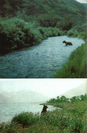 Жак-Ив Кусто, И. Паккале - Лососи, бобры, каланы