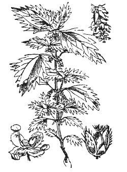 Александр Хаиль - Райский сад на дачном участке. Самые красивые растения,...