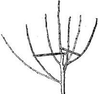 Алексей Кушлак - Формирование и обрезка плодового сада